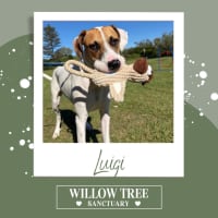 Photo of Luigi