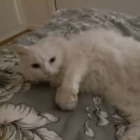 Photo of Nakeeta