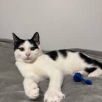 Photo of Smudge