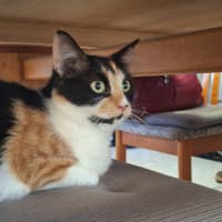 Photo of Frankie 💋 *9 Lives Project Rescue*