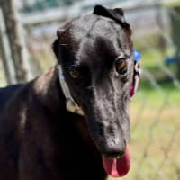 Photo of Shadow