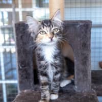 Photo of Bramble