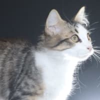 Photo of Tango