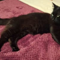 Photo of Indigo
