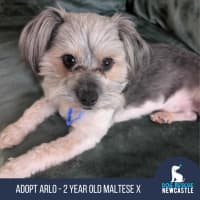Photo of Arlo   2 Year Old Maltese X