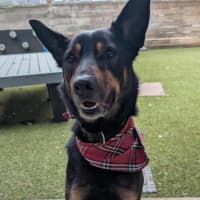 Photo of Archie 
