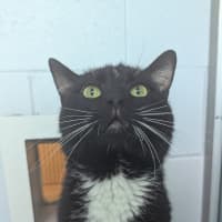 Photo of Mr Darcy