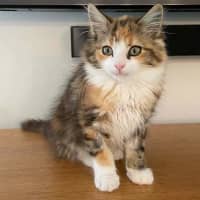 Photo of Hazel