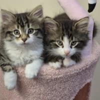 Photo of Clover & Charlie 🌺💙