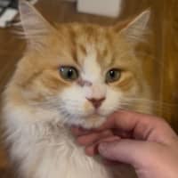 Photo of Benji