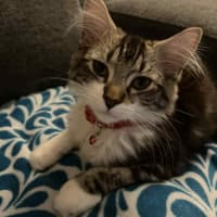 Photo of Gadget   Located In Pakenham