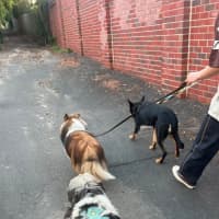 Photo of Lotus Biscoff