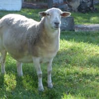 Photo of Sheep