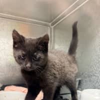 Photo of Percy 