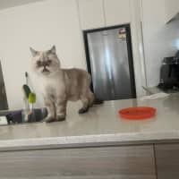 Photo of Cookie