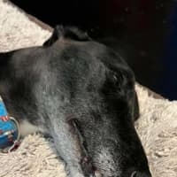 Photo of Meli, The Greyhound