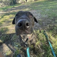 Photo of Tank