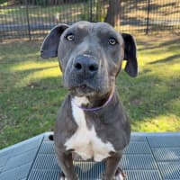 Photo of Rosie