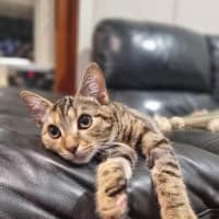 Photo of Kippa