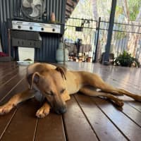 Photo of Josie