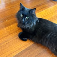 Photo of Gilbert