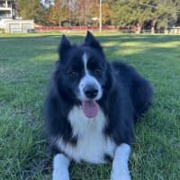 Photo of Oreo