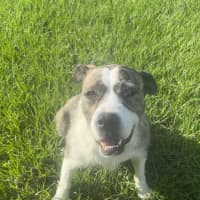 Photo of Lucy *$350 Adoption Fee*