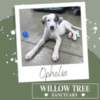 Photo of Ophelia