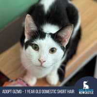 Photo of Gizmo   1 Year Old Domestic Short Hair (On Trial)