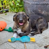 Photo of Beautiful Funny Beau 