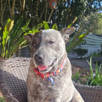 Photo of Odin   4 Year Old Cattle Dog