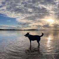 Photo of Lulu   7 Year Old Kelpie X