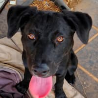 Photo of Turbo Aka Toby