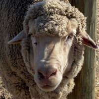 Photo of Family Flock