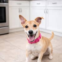 Photo of Piper