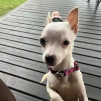 Photo of Ghost