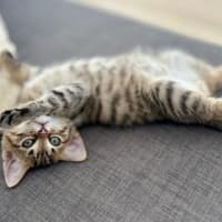 Photo of Bueno