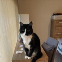 Photo of Gizmo & Mushu