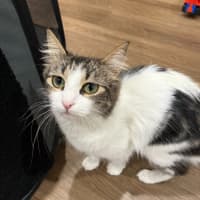 Photo of Duchess