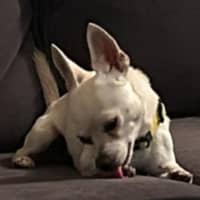 Photo of Dobby   3 Year Old Chihuahua