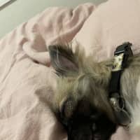 Photo of Poppy