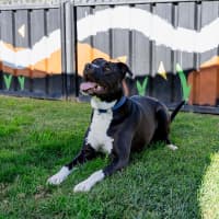 Photo of Goose