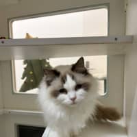 Photo of Bramble