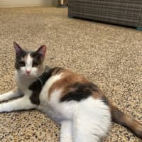 Photo of Dash & Hammy Chi