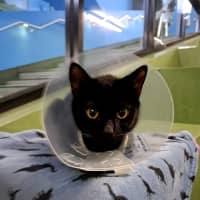 Photo of Midnight