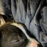 Photo of Bruce