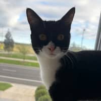 Photo of Sylvie *9 Lives Project Rescue*