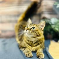 Photo of Celeste   Located In Preston 