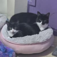 Photo of Nora & Oskar *9 Lives Project Rescue*