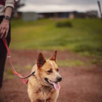 Photo of Cooper